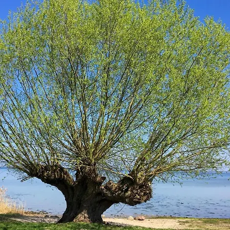 Cozy In With Sauna * Циров